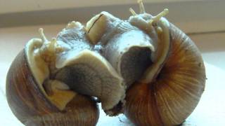 Two Helix pomatia Burgundy snails are mating  Zwei Weinbergschnecken bei der Paarung [upl. by Margaretta]