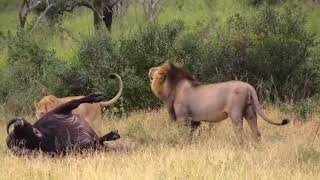 Mayambula Lion Coalition on a buffalo kill  latest update [upl. by Lada688]