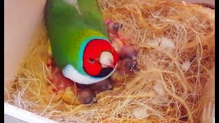 Gouldian finches Breeding  Best Collective Video 2  Birds Likers [upl. by Paza]