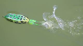 Black Bass Top Water Fishing [upl. by Constancia318]