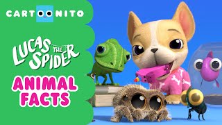 Animal Facts  Lucas the Spider  Cartoonito [upl. by Nathanil]