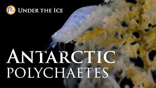 Antarctic Polychaetes Under the Ice [upl. by Forta467]