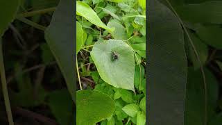 Mating behavior of Flesh fly Sarcophaga sp 交配中的肉蠅 肉蠅屬未知物種 [upl. by Favien]