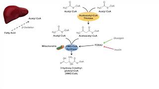 Ketone Body Synthesis  Ketogenesis  Formation Pathway and Regulation [upl. by Leahcimdivad126]