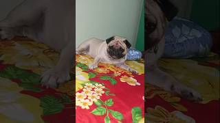 Hazel ki koncham kuda tension Ledhu  hazel pug dog videos  yt shorts  DivyasreeAgrifarm [upl. by Aihsad]