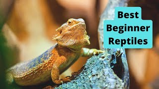 Top 5 Reptiles for Beginners  What Reptile Should You Get [upl. by Nylcaj304]