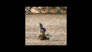 Must Watch birds animals hunts nature wildlife amazing shorts youtubeshorts [upl. by Jess]