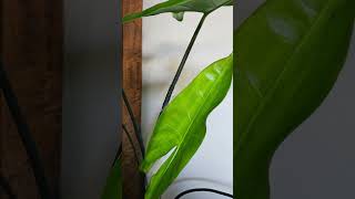 I thought you may like an update of the Alocasia Zebrinas new leaf now that its fully open [upl. by Pitts]