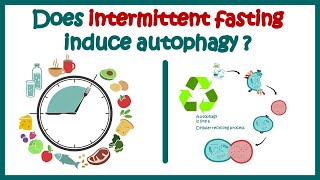 Autophagy amp Intermittent Fasting cellular Recycling How long do you have to fast before autophagy [upl. by Amoreta943]