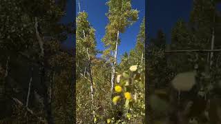 Crested Butte to Aspen Cool hike this time of year aspencolorado crestedbutte colorado nols [upl. by Elin800]