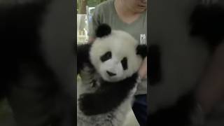 Mischievous panda obsessed with trash bins🤣 panda cute animalshorts [upl. by Leyameg757]