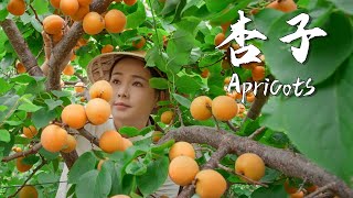 Apricots the unique sweet and sour taste of summer 【滇西小哥】 [upl. by Etteyafal]