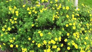 Potentilla  Watters Garden Center [upl. by Sheppard]