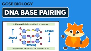 DNA Base Pairing  GCSE Biology [upl. by Panaggio114]