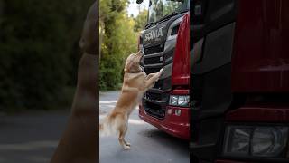 Animals Warning Signals to Humansquot animals rescue dog [upl. by Pegasus]