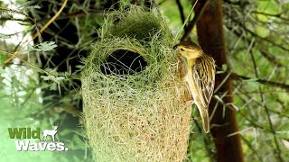 Birds Nest 101  How Birds Build Nests  Wild Waves [upl. by Zicarelli959]