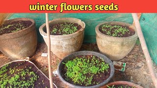 How to grow winter flower seeds [upl. by Hindu554]