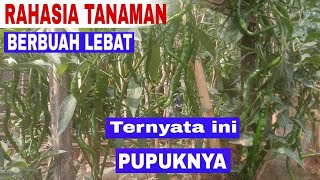 LANGSUNG DI BUKTIKAN‼️BEGINI CARA SAYA MEMBUAT PUPUK AGAR TANAMAN BERBUAH LEBAT [upl. by Wynn]