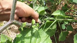 كيفة يتم إكثار الحرنكش propagation of physalis by cutting [upl. by Lednam]