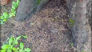 Resource unit restricted colonization of Casuarina pine needles on sand dune by Marasmius sp [upl. by Tunnell]