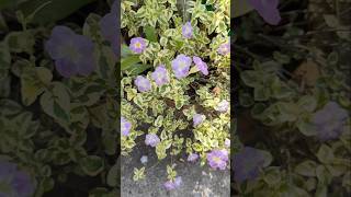 Chinese Violets Asystasia Gangeticashortvideo gardenflowerplants ytviralshorts terraceflowers [upl. by Gerk]