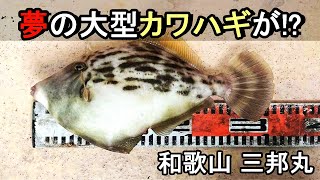 大型カワハギが釣れる夢の船？和歌山加太のカワハギ釣りを紹介！ [upl. by Avrom]