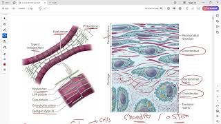 Cartilage Histology [upl. by Yetsirhc734]