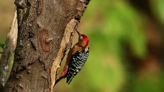 棕腹啄木鳥 Rufousbellied Woodpecker part 1 [upl. by Annaiek]