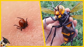 Top 10 Gevaarlijkste Insecten ter Wereld [upl. by Ferdinanda437]