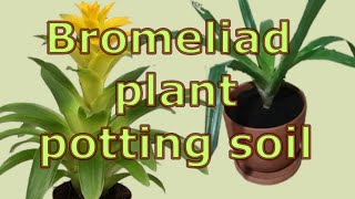 How to care for guzmania bromeliad plants How to Repot Bromeliads Bromeliad plant potting soil [upl. by Eseuqram]