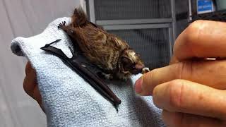 Caring for a Hawaiian hoary bat [upl. by Ennayar502]