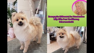 Hundesalon Lilly Pomeranian Zwergspitz schneiden Hundefriseur Groomer [upl. by Aryk624]