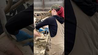 Farm Girls in Action Mastering Tail Trimming for Healthier Cows 🐄✨ [upl. by Patrizia]