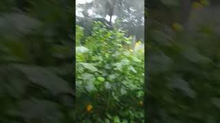 Rain songsfunnyshorts rain animalflim music moviemusic shortvedio [upl. by Fidelio741]