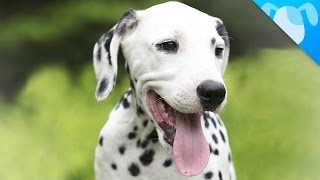 Dalmatian Facts [upl. by Ander]