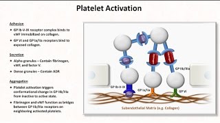 Hemostasis Lesson 2  Platelet Activation and Aggregation [upl. by Eyllib]