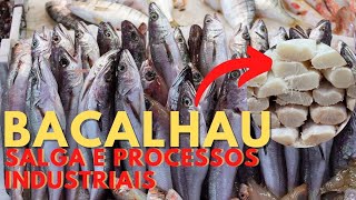 Secagem e Salga do BACALHAU na pesca e indústria [upl. by Maxwell]