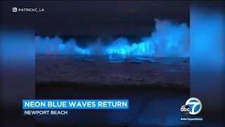 Neon blue bioluminescent waves return to Orange County  ABC7 Los Angeles [upl. by Aciretahs60]