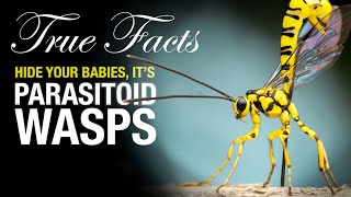 True Facts Parasitoid Wasps [upl. by Child834]