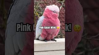 Aww did this WILD Pink Galah just wink at me galah cute birds australia [upl. by Asilak283]