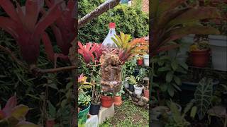 Bromelia candelabro en maceta pet artemodayplantas flores bromélias plants [upl. by Ellennod272]