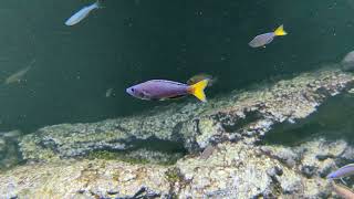 Sardine cichlid Cyprichromis leptosoma courtship display [upl. by Anirtruc70]