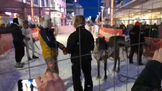 Rovaniemi Reindeer Sprint Race 2018 [upl. by Asaph]