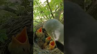 Long tailed shrike bird babies P 1 shorts ytshorts [upl. by Annawit675]