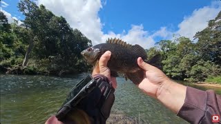 SOOTY GRUNTER FISHING SHALLOW LOCAL CREEKS LIVESTREAM HIGHLIGHT fishing [upl. by Angelico]