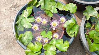 🔥How to Repot Tropical water lily plant in a container [upl. by Trici]