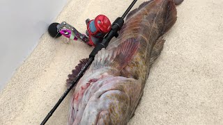 Slow Pitch Jigging Big Lingcod Santa Barbara Island Pescador Sportfishing [upl. by Ardra]