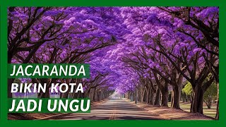 Cara Indah Bikin Jalan Ungu  Jacaranda Mimosifolia Natures Purple Majesty [upl. by Dnomde]