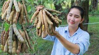 Picking tamarind for spicy salty eating  Eating Delicious  Eating Sour Fruit [upl. by Ahsiatal320]