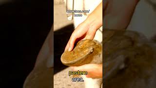 Identifying and Treating Hoof Abscesses in Horses A Quick Guide for Horse Owners [upl. by Suzan246]